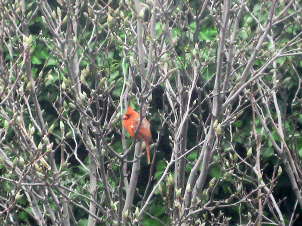 Cardinal staring back at me
