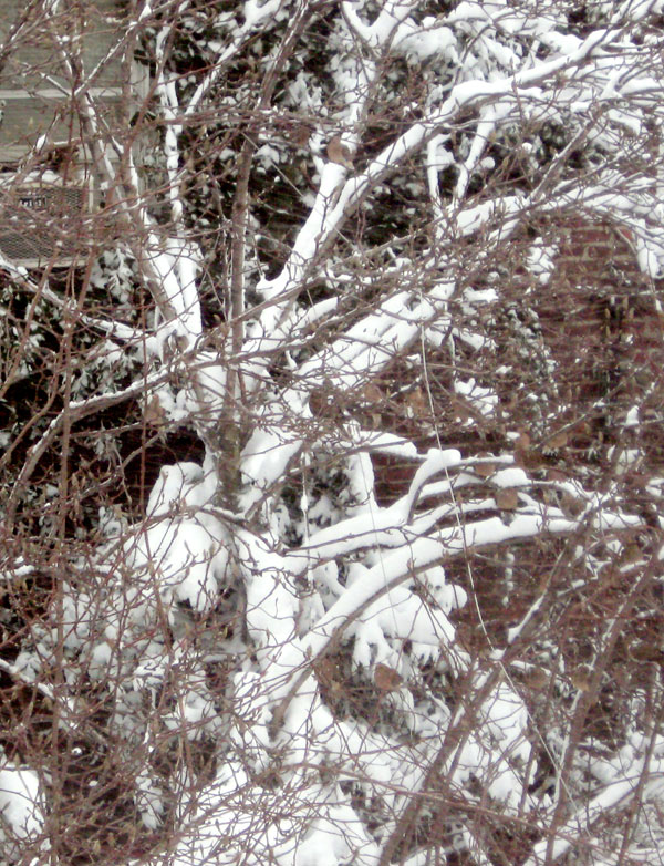 how many snow birds do you see?